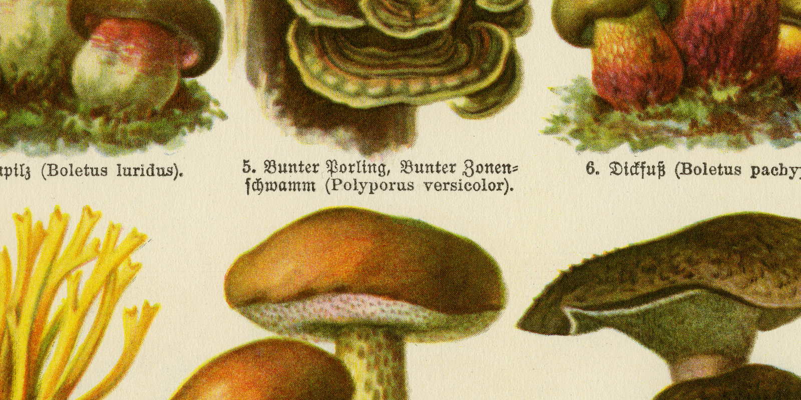 Pilze III ungeniessbare und giftige ca 1928 historische Bildtafel Chromotypie