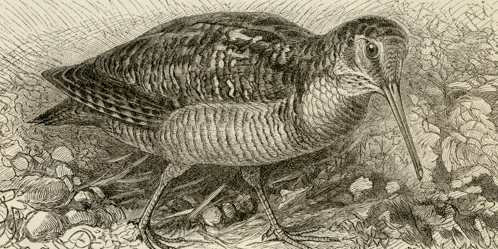 Watvögel I - II ca 1897 historische Bildtafel Holzstich