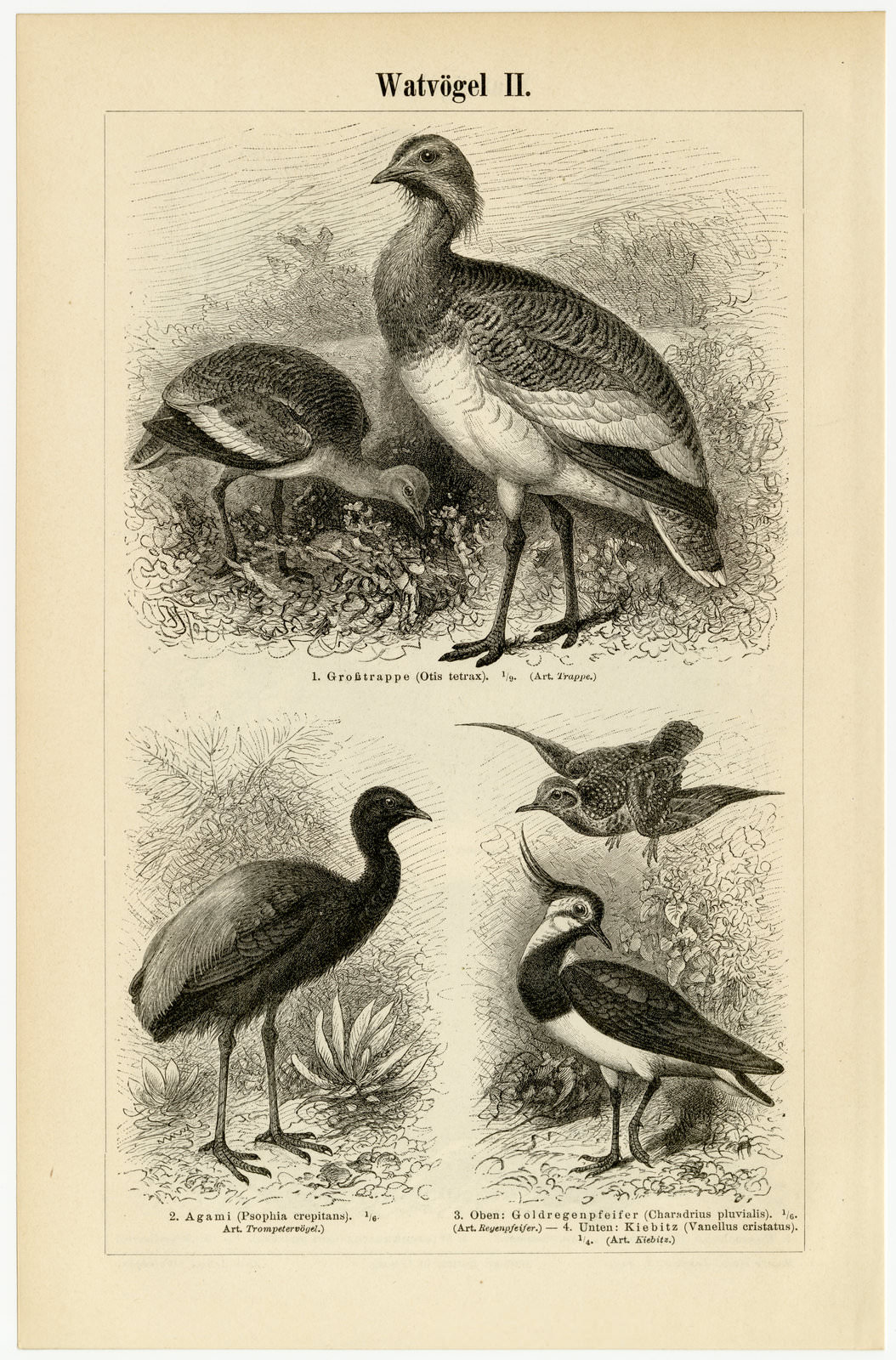 Watvögel I - II ca 1897 historische Bildtafel Holzstich