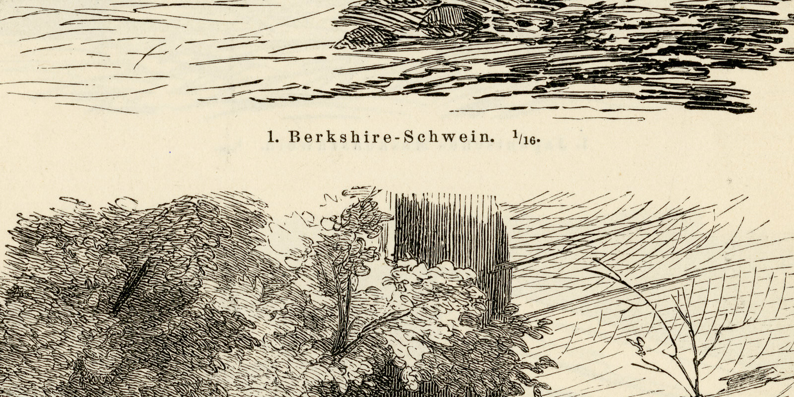 Schweine I - II ca 1897 historische Bildtafel Holzstich