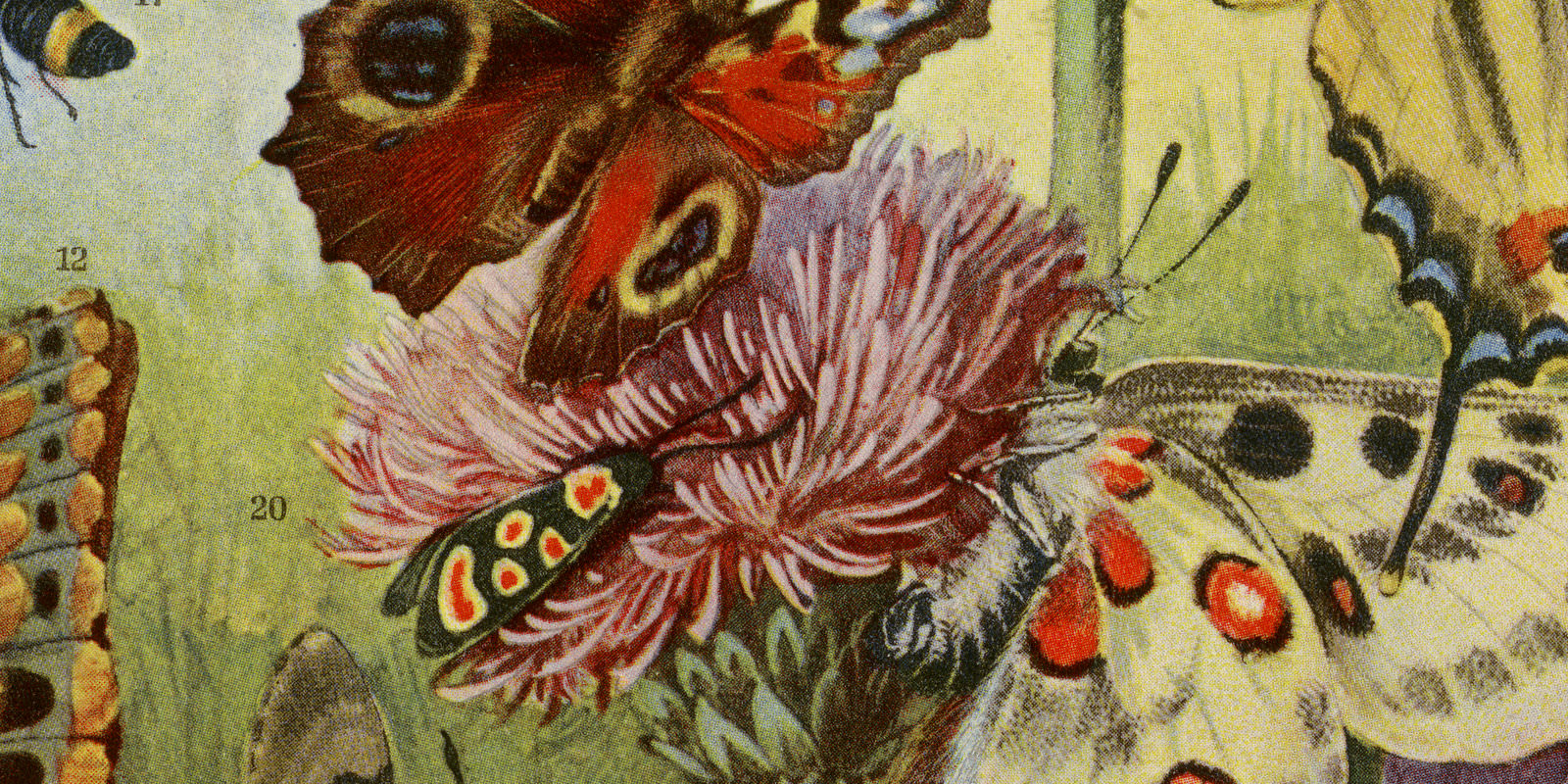 Schmetterlinge I ca 1929 historische Bildtafel Chromotypie