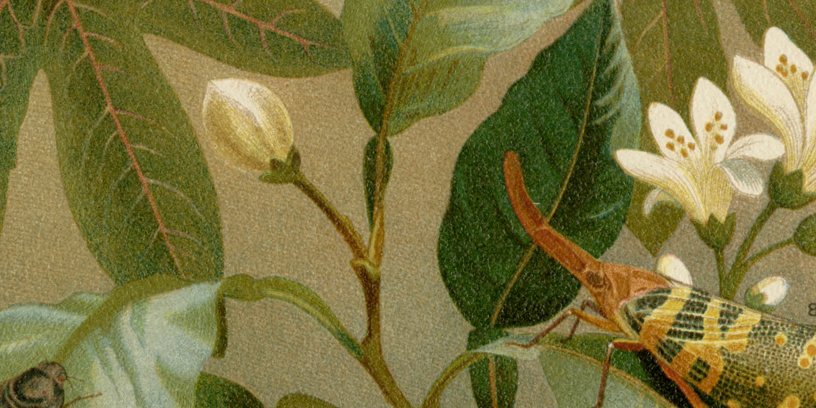 Ausländische Cikaden ca 1894 historische Bildtafel Chromolithographie