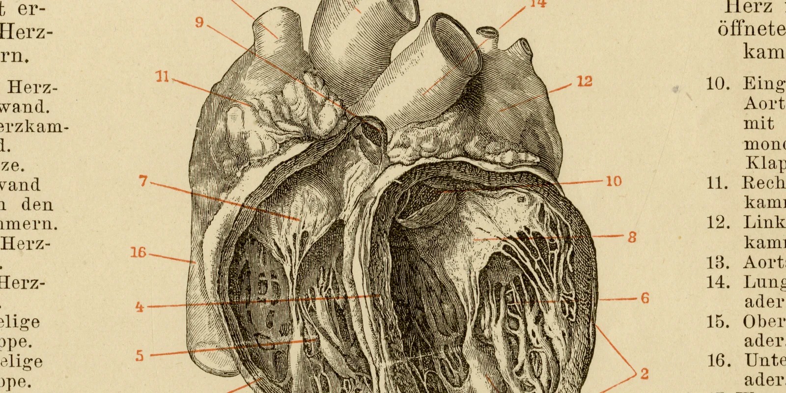 Das Herz des Menschen ca 1884 historische Grafik Holzstich