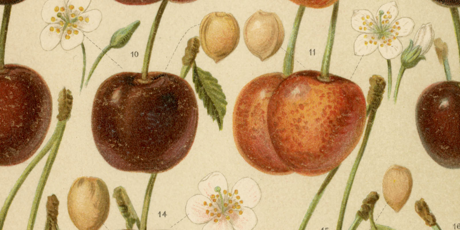 Kirschen ca 1897 historische Bildtafel Chromolithographie