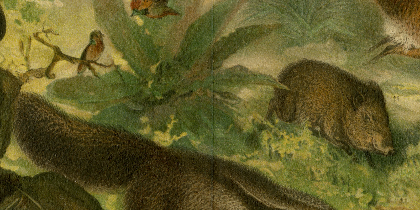 Neotropische Fauna ca 1896 historische Bildtafel Chromolithographie