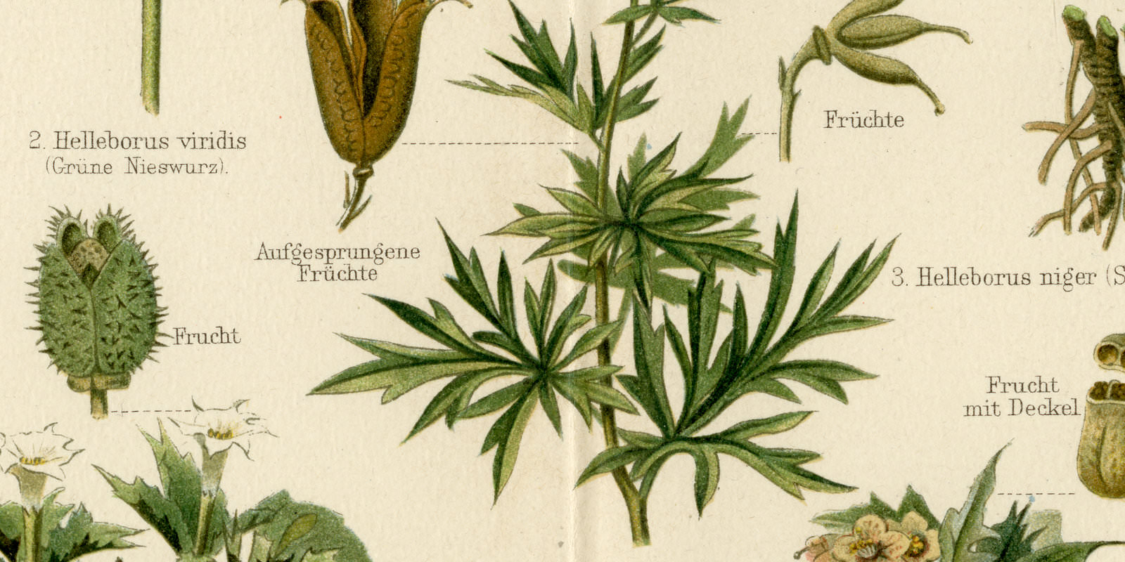 Giftpflanzen II ca 1894 historische Bildtafel Chromolithographie
