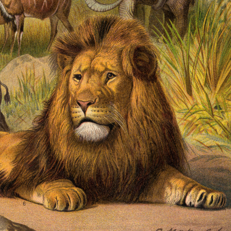 Fauna