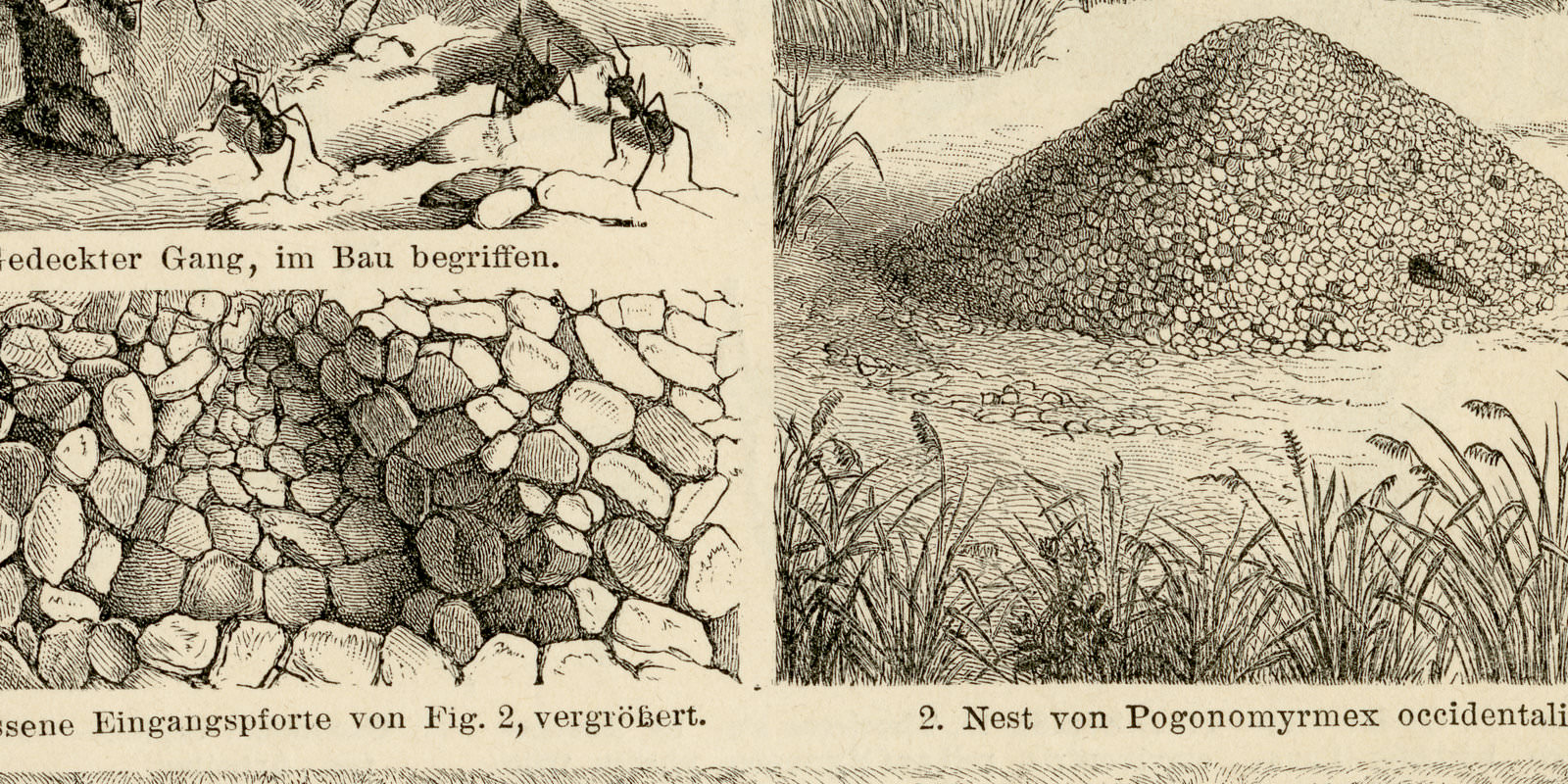 Ameisen I - II ca 1901 historische Bildtafel Holzstich