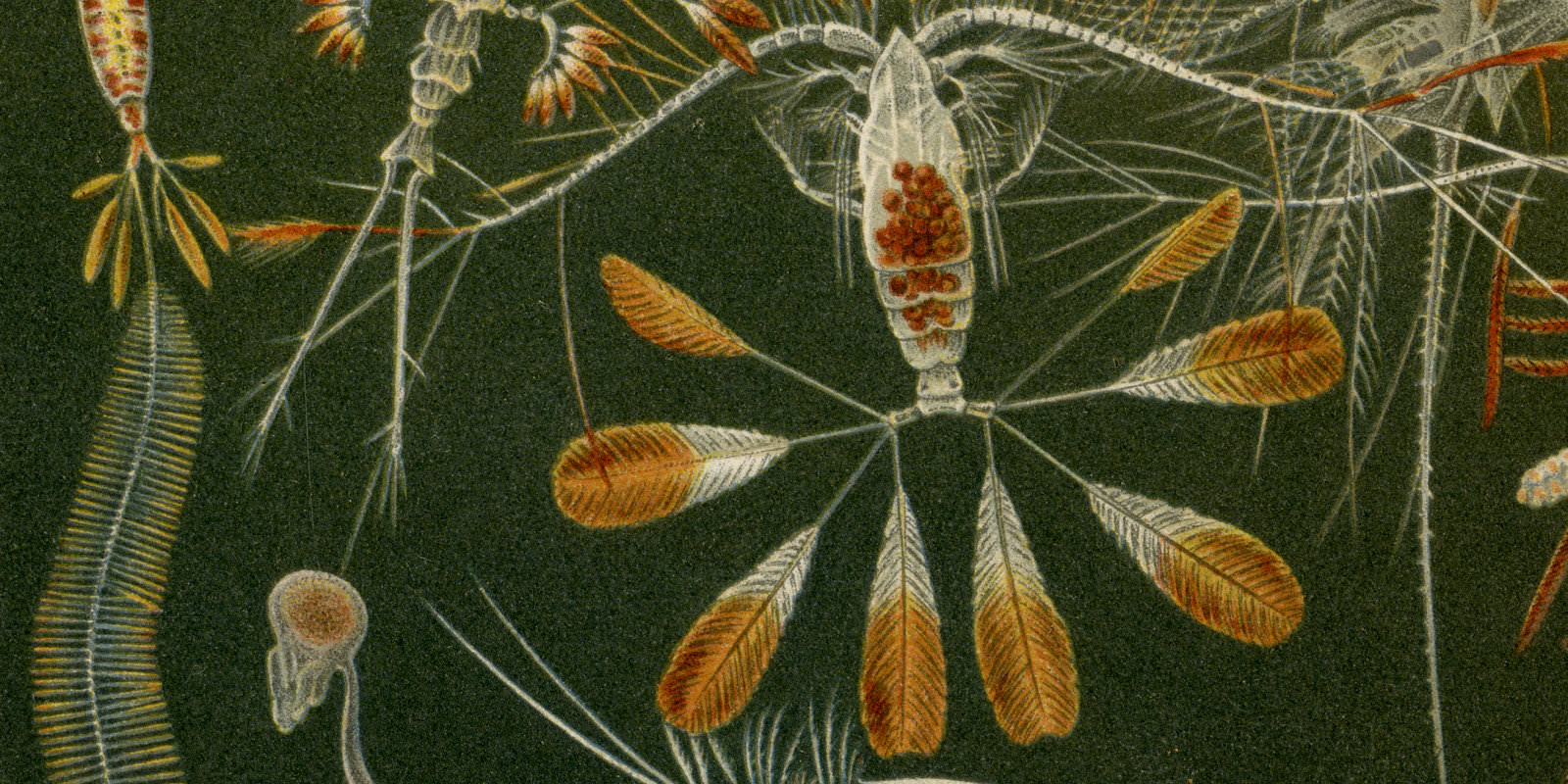 Meeresfauna II ca 1899 historische Bildtafel Chromolithographie