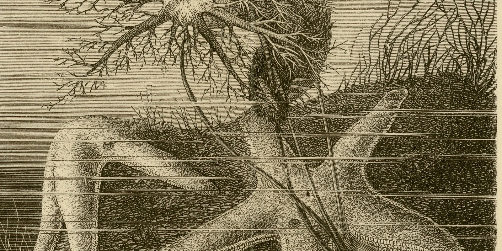 Stachelhäuter ca 1886 historische Grafik Holzstich