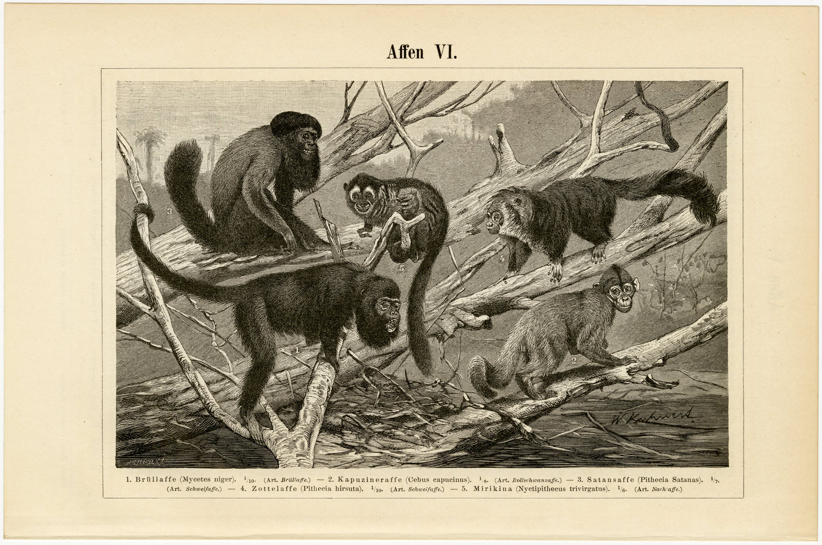 Affen V - VI ca 1893 historische Bildtafel Chromolithographie