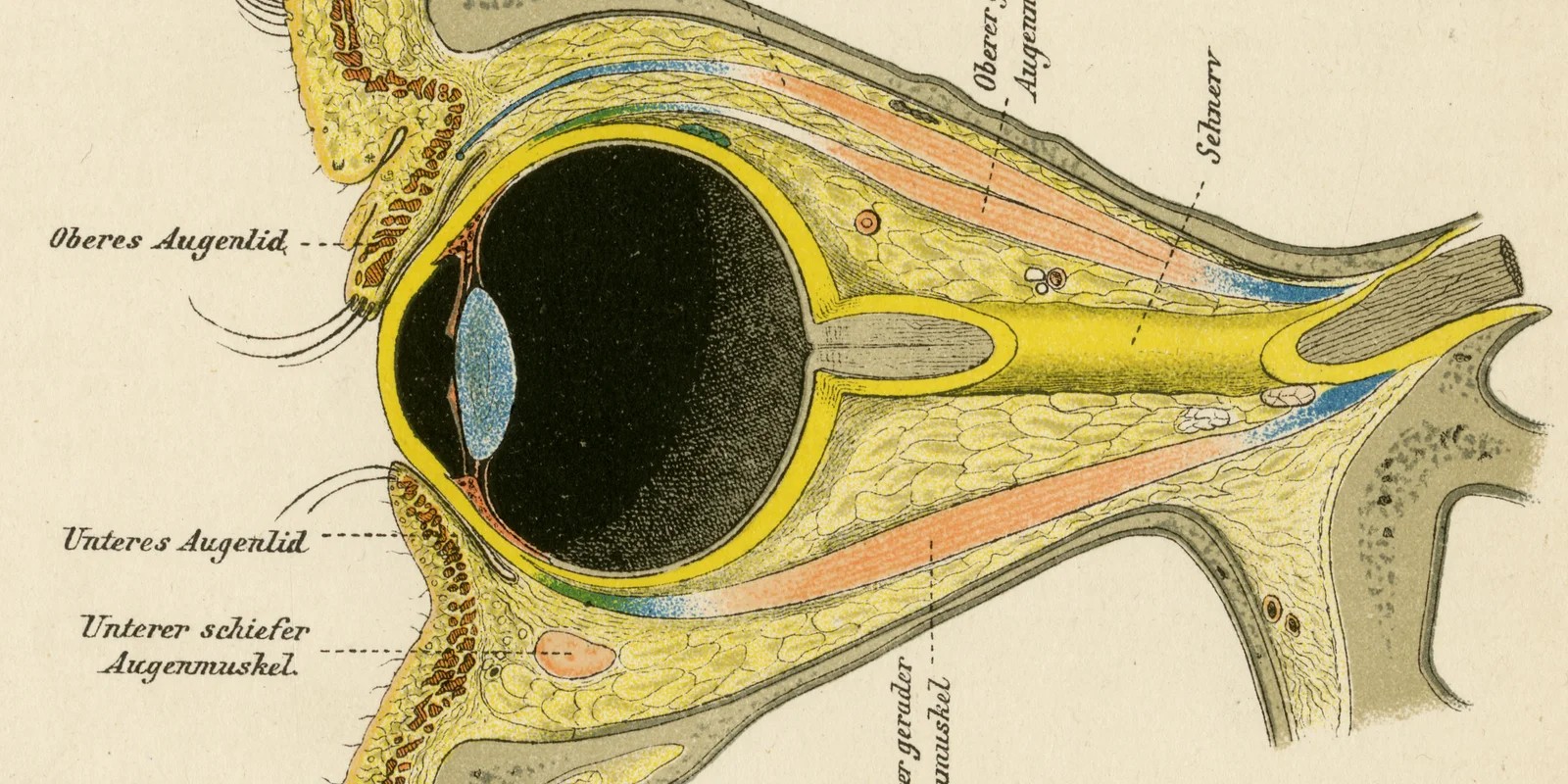 Auge des Menschen ca 1882 historische Grafik Lithographie