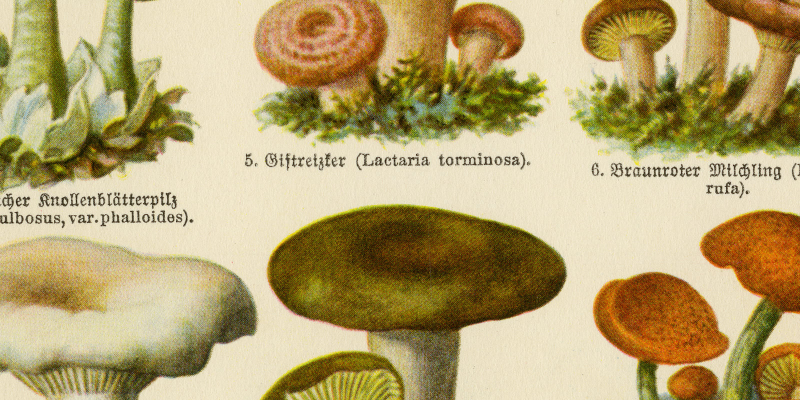 Pilze IV ungeniessbare und giftige ca 1928 historische Bildtafel Chromotypie