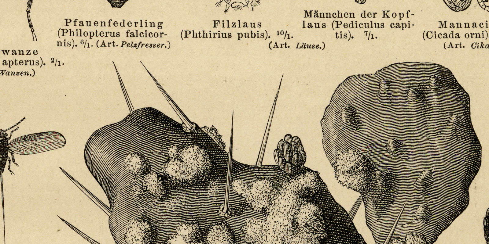 Halbflügler historischer Druck ca 1887 Holzstich