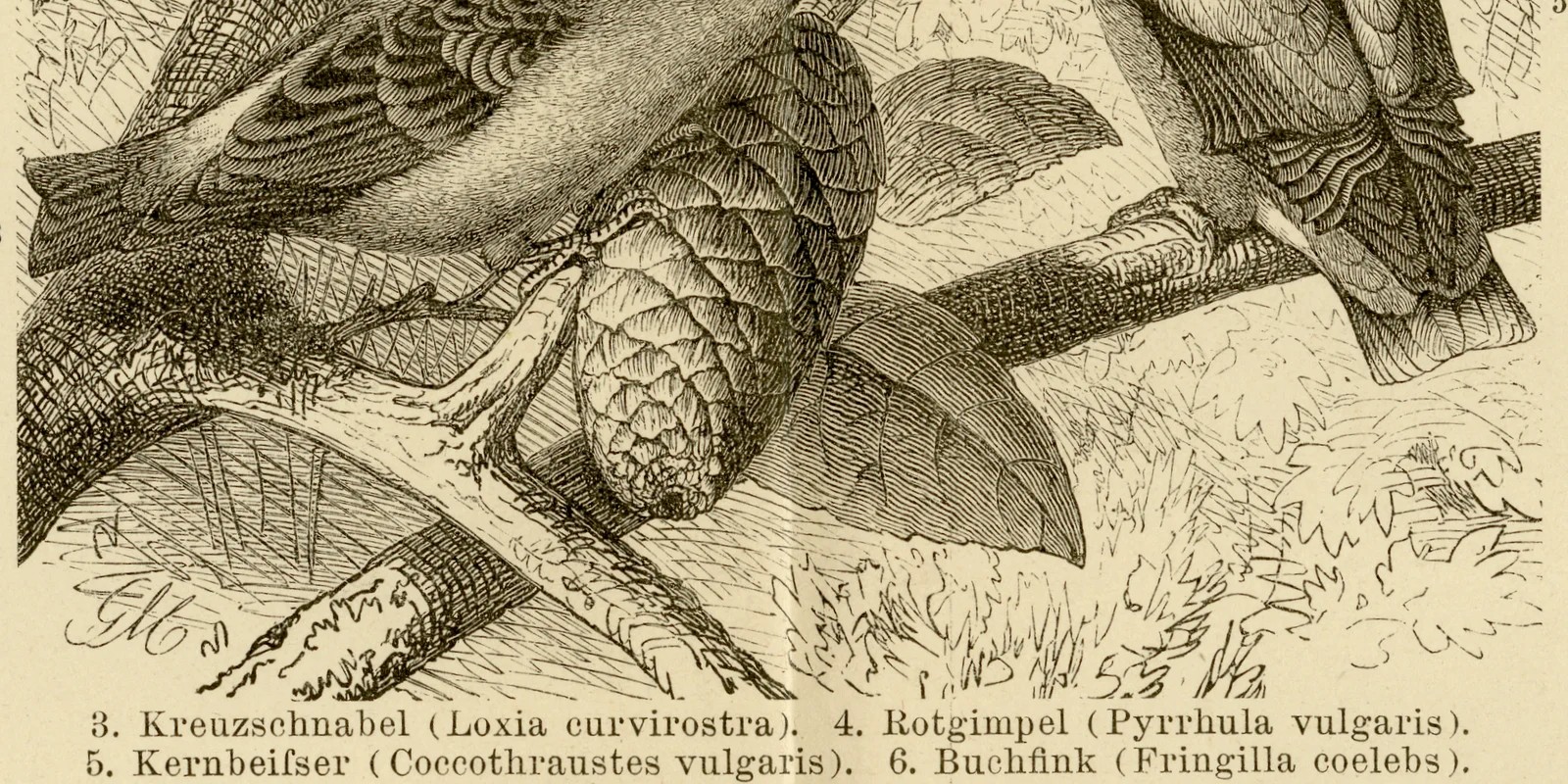 Singvögel II ca 1886 historische Grafik Holzstich