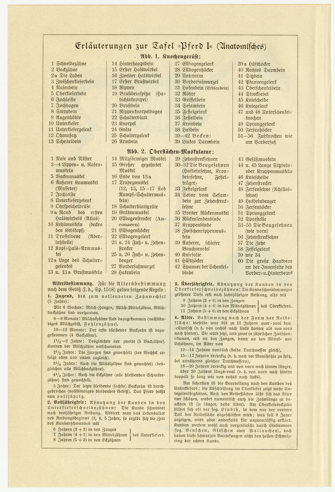 Pferd I ca 1928 historische Bildtafel Holzstich