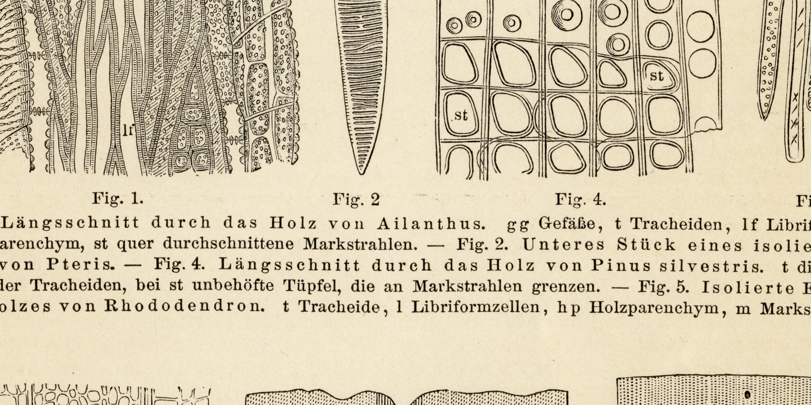 Bau des Holzes ca 1895 historische Bildtafel Holzstich