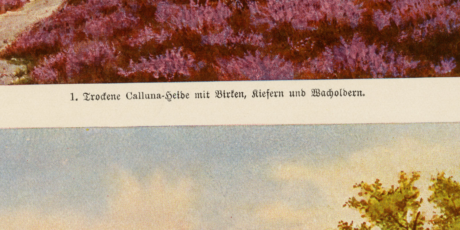 Heidelandschaften ca 1926 historische Bildtafel Chromotypie
