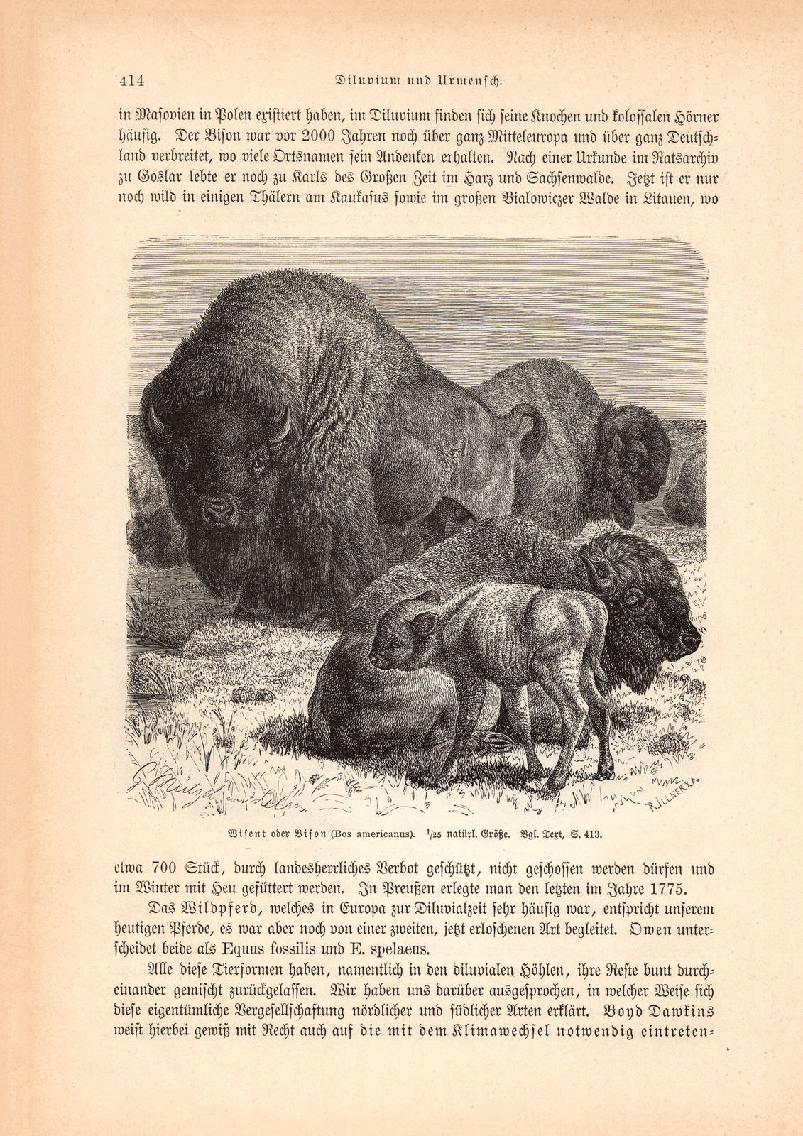 Elch Elentier Wisent Bison ca 1894 Holzstich historische Bildtafel