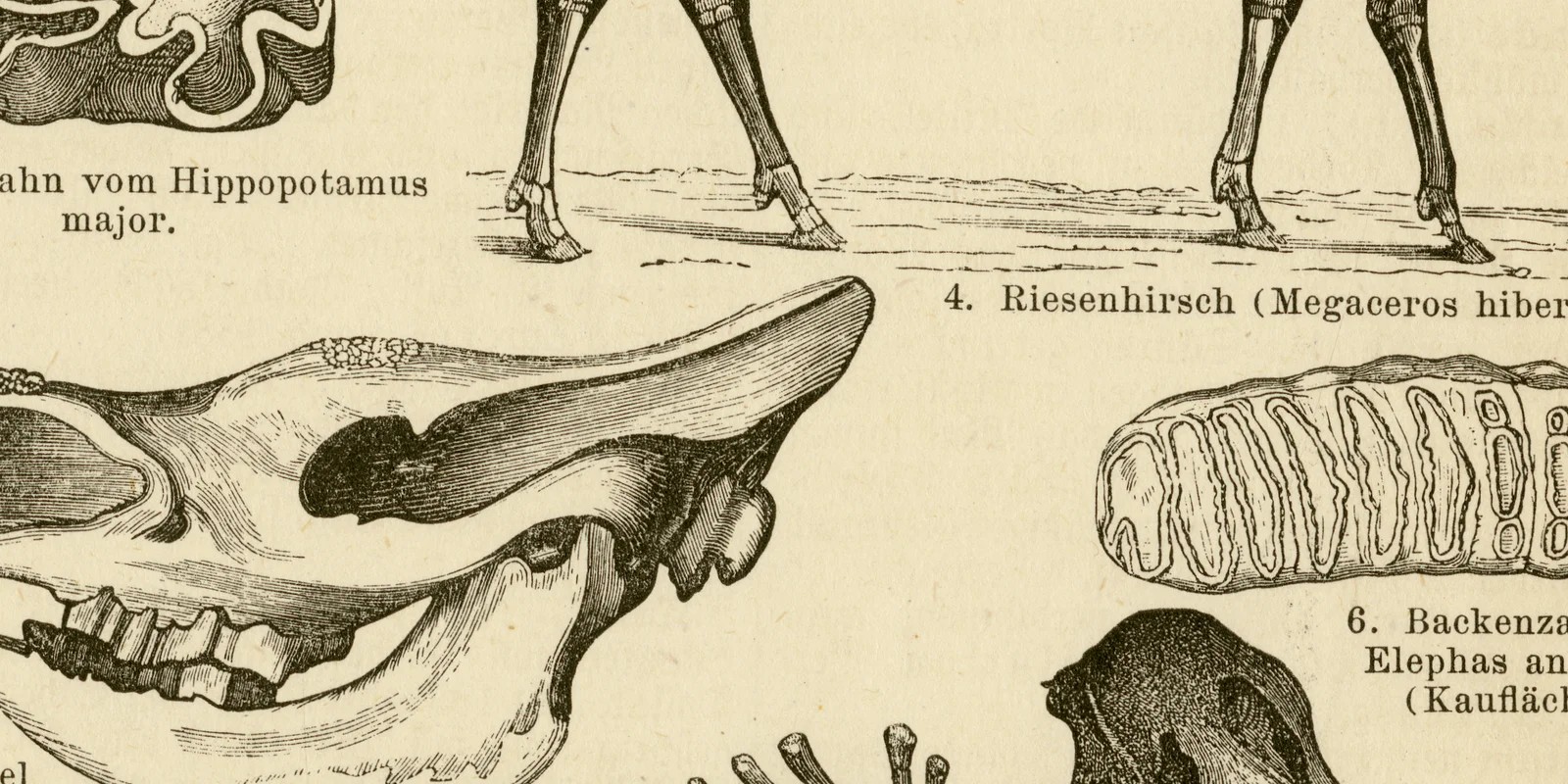 Diluvium Säugetier Reste ca 1883 historische Grafik Holzstich