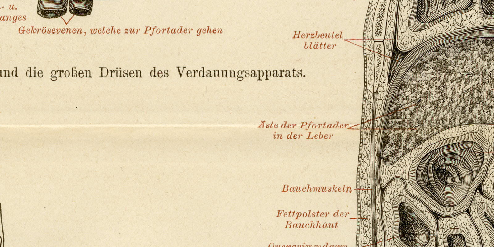 Eingeweide des Menschen III ca 1893 historische Bildtafel Holzstich