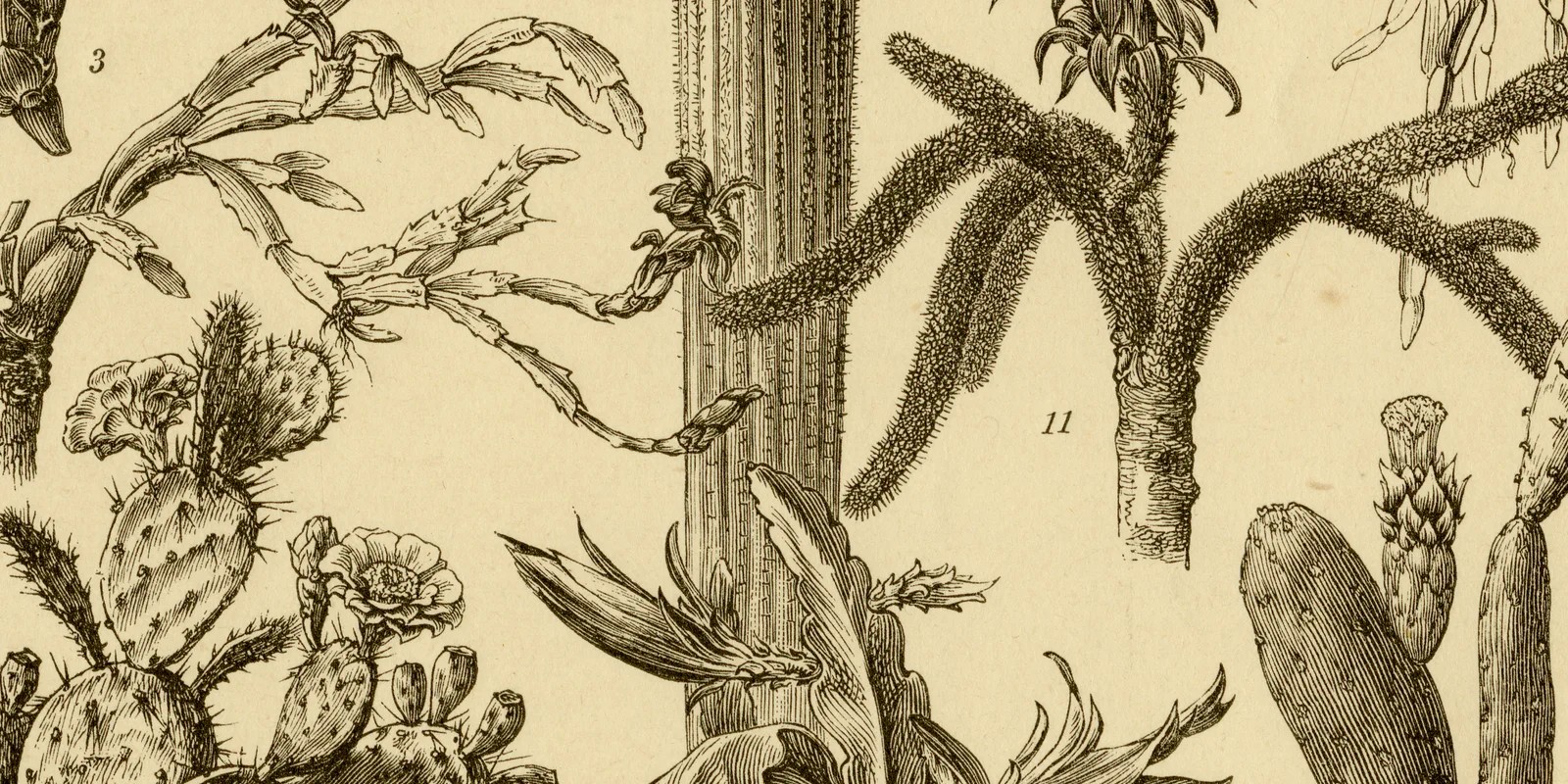 Kaktusgewächse ca 1885 historische Grafik Holzstich
