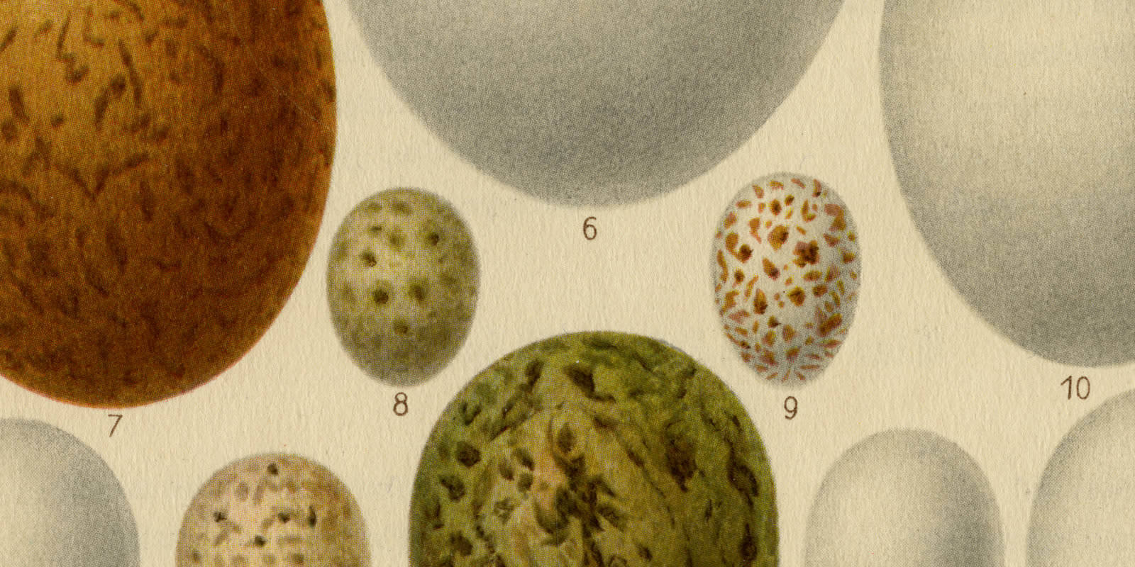 Eier Europäischer Vögel I ca 1925 historische Bildtafel Chromotypie