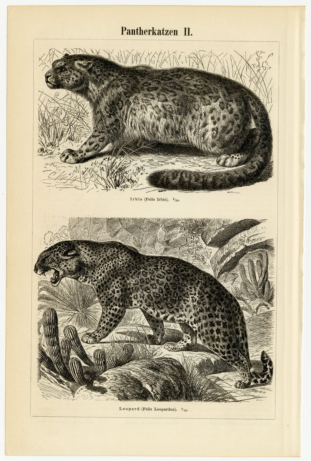 Pantherkatzen I - II ca 1896 historische Bildtafel Holzstich