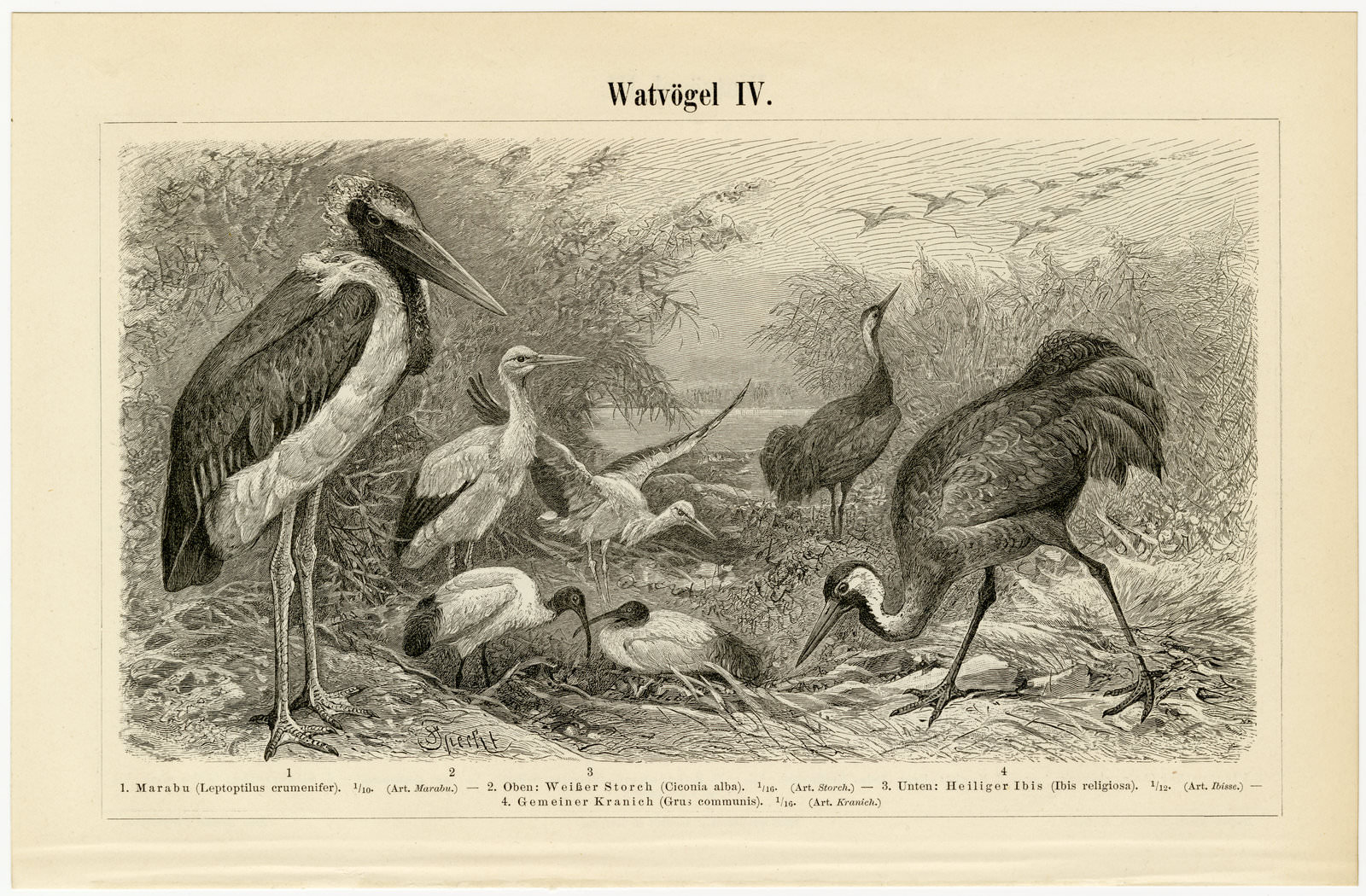 Watvögel III - IV ca 1897 historische Bildtafel Holzstich