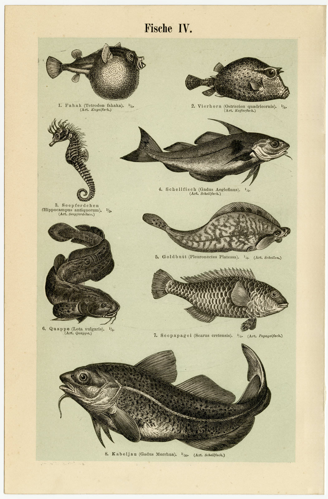 Fische III - IV ca 1894 historische Bildtafel Holzstich