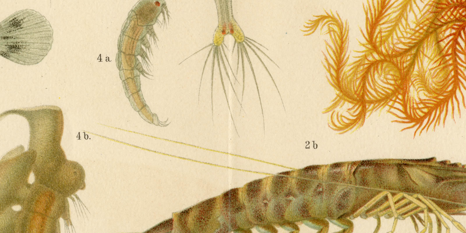 Entwicklungsgeschichte ca 1893 historische Bildtafel Chromolithographie