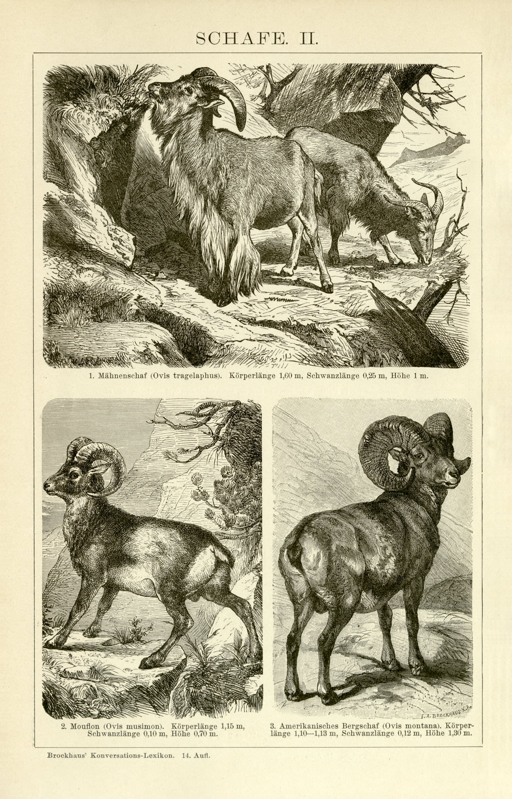 Schafe I - II historische Bildtafel Holzstich ca 1892