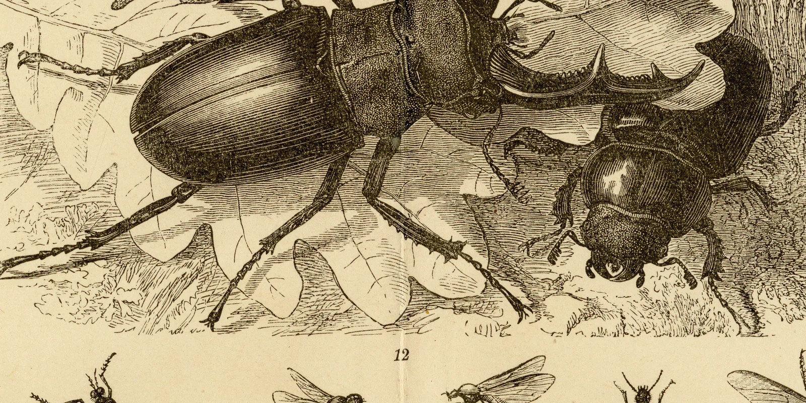 Insekten I ca 1884 historische Grafik Holzstich