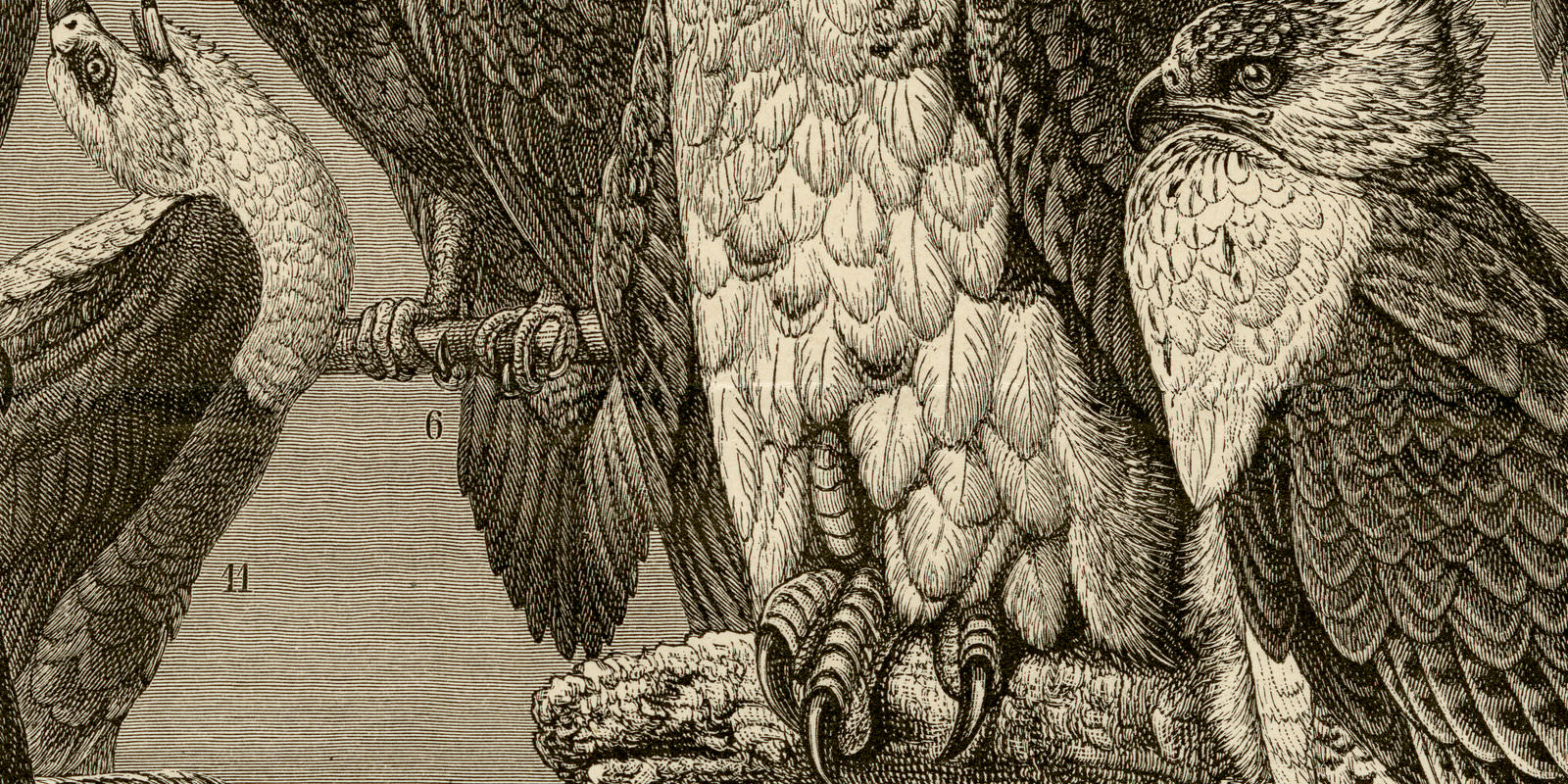 Adler ca 1893 historische Bildtafel Holzstich