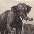 Elefant, Nashorn & Nilpferd