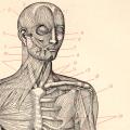 Bänder, Muskeln & Nerven