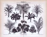 Blattpflanzen I. ca. 1885 Original der Zeit