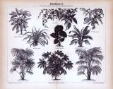 Blattpflanzen II. ca. 1885 Original der Zeit