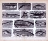 Fische I. ca. 1885 Original der Zeit