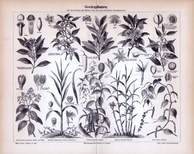 Stich aus 1885 zeigt 10 verschiedene Gewürzpflanzen.