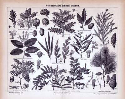 Gerbmaterialien liefernde Pflanzen ca. 1885 Original der Zeit