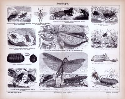 Stich aus 1885 mit Abbildungen von Insekten der Klasse Geradflügler.