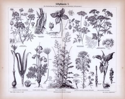 Giftpflanzen I. ca. 1885 Original der Zeit
