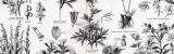 Giftpflanzen II. ca. 1885 Original der Zeit