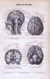 Medizinische Abhandlung aus 1885 zeigt das Gehirn des Menschen in verschiedenen Parspektiven.