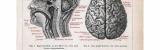 Medizinische Abhandlung aus 1885 zeigt das Gehirn des...