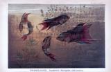 Chromolithographie aus 1885 zeigt Paradiesfische in...