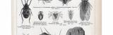 Stich aus 1885 zeigt Insekten der Gattung Halbflügler.