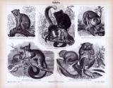 Stich aus 1885 zeigt verschiedene Affenarten in...