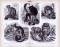 Stich aus 1885 zeigt verschiedene Affenarten in Naturszenerie.